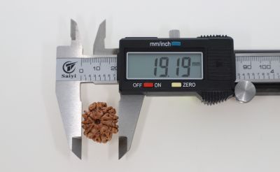 8 Mukhi Rudraksha - 3.14 Grams Weight - Origin - Nepal