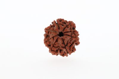 Natural 8 Mukhi Rudraksha - 2.75 Grams Weight - Origin - Nepal