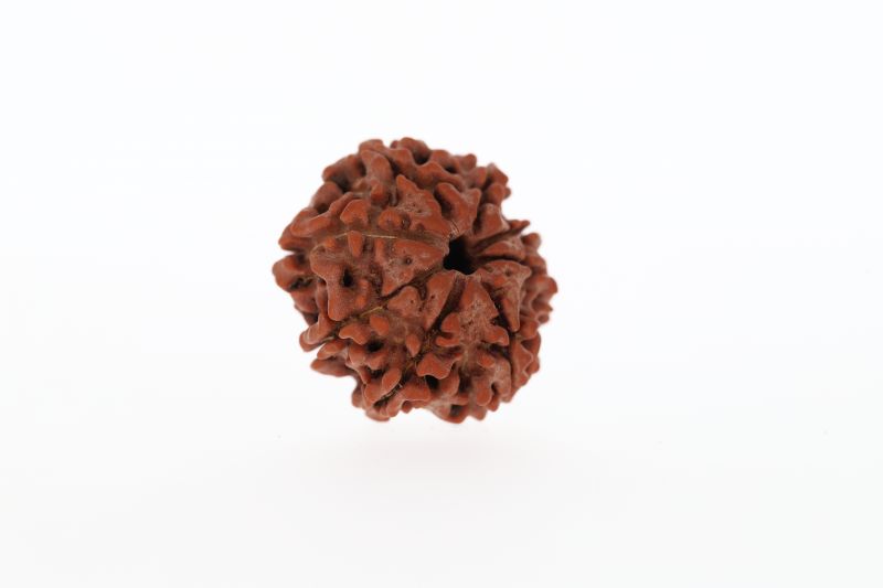 Natural 8 Mukhi Rudraksha - 2.75 Grams Weight - Origin - Nepal