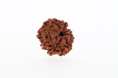 Natural 8 Mukhi Rudraksha - 2.75 Grams Weight - Origin - Nepal