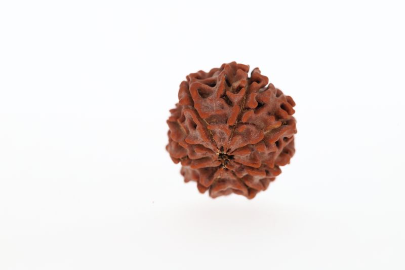 Natural 8 Mukhi Rudraksha - 2.75 Grams Weight - Origin - Nepal