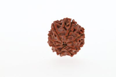 Natural 8 Mukhi Rudraksha - 2.75 Grams Weight - Origin - Nepal
