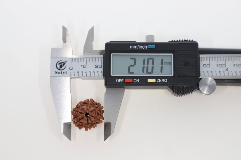 Natural 8 Mukhi Rudraksha - 2.75 Grams Weight - Origin - Nepal