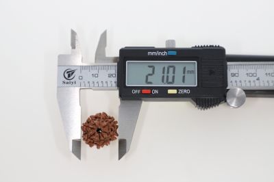 Natural 8 Mukhi Rudraksha - 2.75 Grams Weight - Origin - Nepal