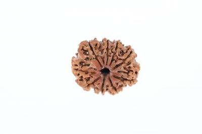 Natural 9 Mukhi Rudraksha -  1.85 Grams Weight - Origin - Nepal