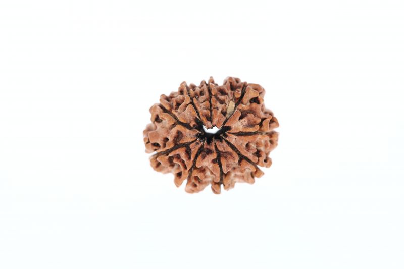 Natural 9 Mukhi Rudraksha -  1.85 Grams Weight - Origin - Nepal