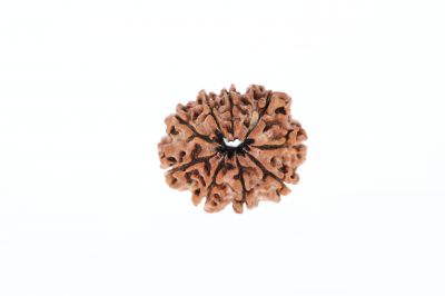 Natural 9 Mukhi Rudraksha -  1.85 Grams Weight - Origin - Nepal