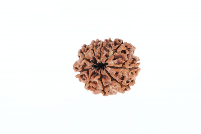Natural 9 Mukhi Rudraksha -  1.85 Grams Weight - Origin - Nepal