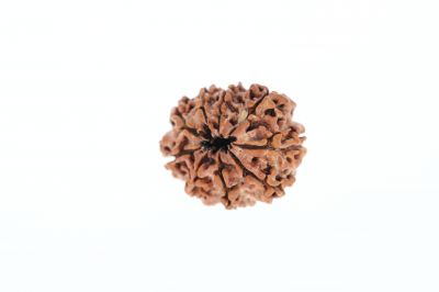 Natural 9 Mukhi Rudraksha -  1.85 Grams Weight - Origin - Nepal