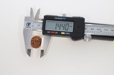 Natural 9 Mukhi Rudraksha -  1.85 Grams Weight - Origin - Nepal