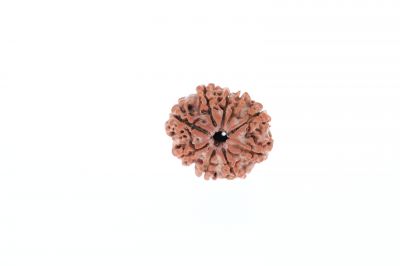 Natural 9 Mukhi Rudraksha - 3.21 Grams  Weight - Origin - Nepal