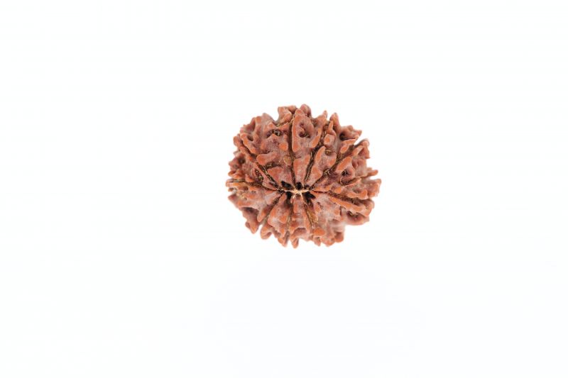 Natural 9 Mukhi Rudraksha -2.62 Grams Weight - Origin - Nepal