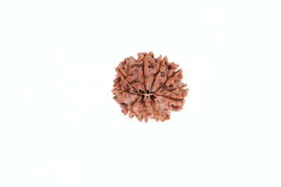 Natural 9 Mukhi Rudraksha -2.62 Grams Weight - Origin - Nepal