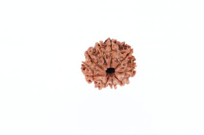 Natural 9 Mukhi Rudraksha -2.62 Grams Weight - Origin - Nepal