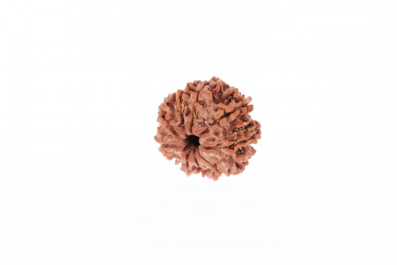 Natural 9 Mukhi Rudraksha -2.62 Grams Weight - Origin - Nepal