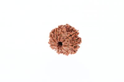 Natural 9 Mukhi Rudraksha -2.62 Grams Weight - Origin - Nepal