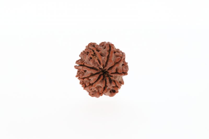Natural 9 Mukhi Rudraksha -  3.21 Grams Weight - Origin - Nepal
