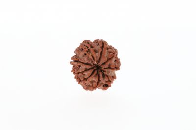 Natural 9 Mukhi Rudraksha -  3.21 Grams Weight - Origin - Nepal