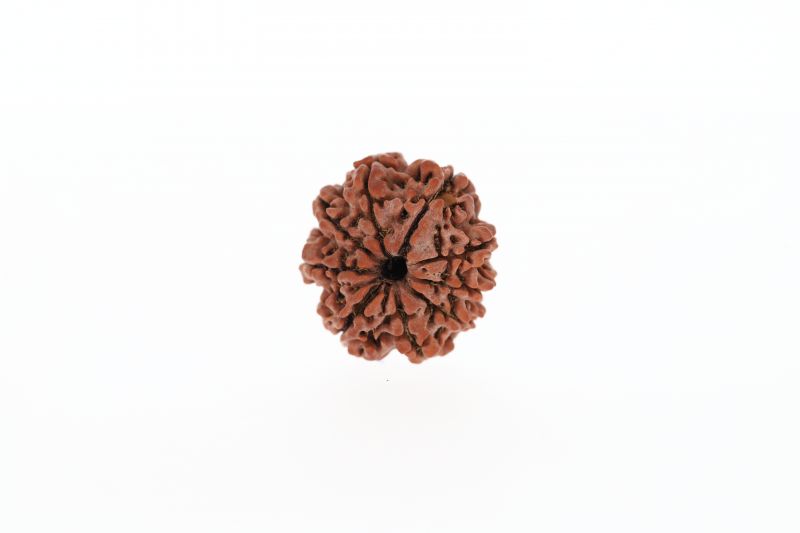 Natural 9 Mukhi Rudraksha -  3.21 Grams Weight - Origin - Nepal