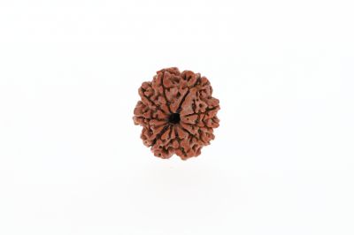 Natural 9 Mukhi Rudraksha -  3.21 Grams Weight - Origin - Nepal