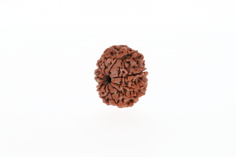 Natural 9 Mukhi Rudraksha -  3.21 Grams Weight - Origin - Nepal