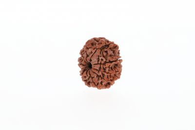 Natural 9 Mukhi Rudraksha -  3.21 Grams Weight - Origin - Nepal