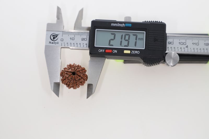 Natural 9 Mukhi Rudraksha -  3.21 Grams Weight - Origin - Nepal