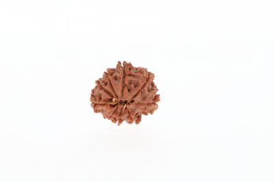 Natural 9 Mukhi Rudraksha - 2.61 Grams Weight - Origin - Nepal