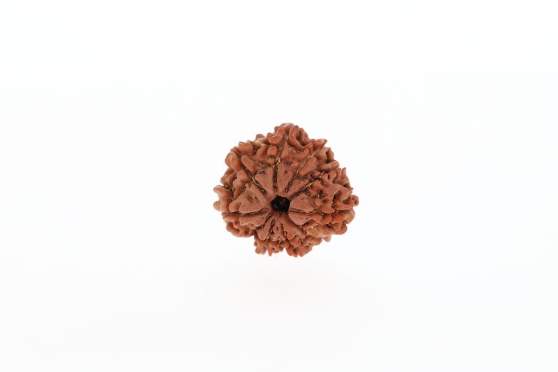 Natural 9 Mukhi Rudraksha - 2.61 Grams Weight - Origin - Nepal