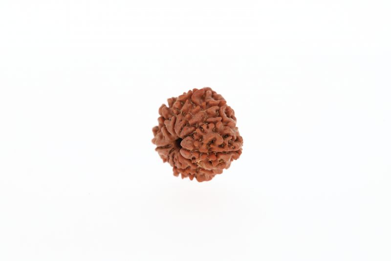 Natural 9 Mukhi Rudraksha - 2.61 Grams Weight - Origin - Nepal