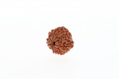 Natural 9 Mukhi Rudraksha - 2.61 Grams Weight - Origin - Nepal