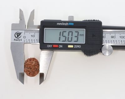 Natural 9 Mukhi Rudraksha - 2.61 Grams Weight - Origin - Nepal