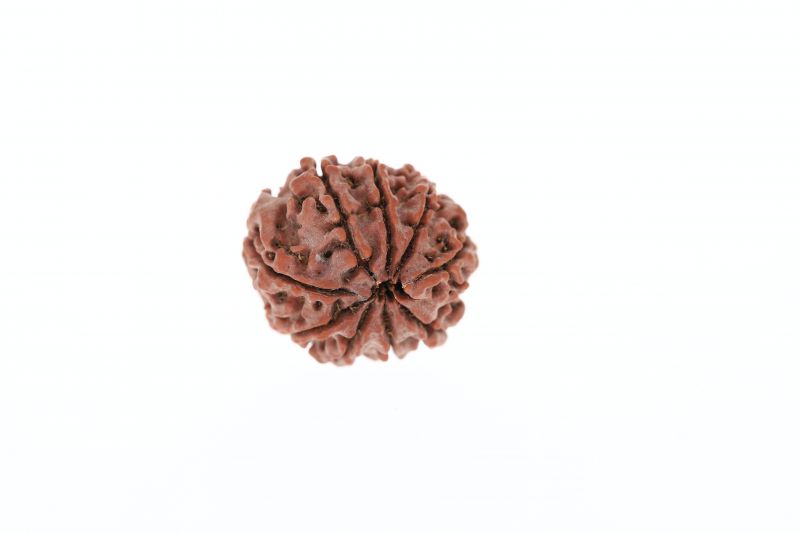 Natural 9 Mukhi Rudraksha - 3.52 Grams Weight - Origin - Nepal