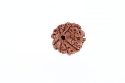 Natural 9 Mukhi Rudraksha - 3.52 Grams Weight - Origin - Nepal