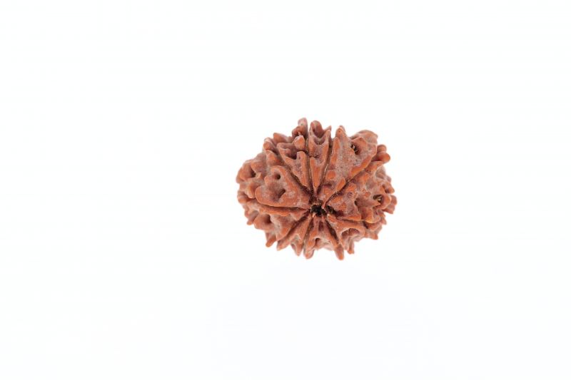 9 Mukhi Rudraksha - 2.73 Gram Weight - Origin - Nepal
