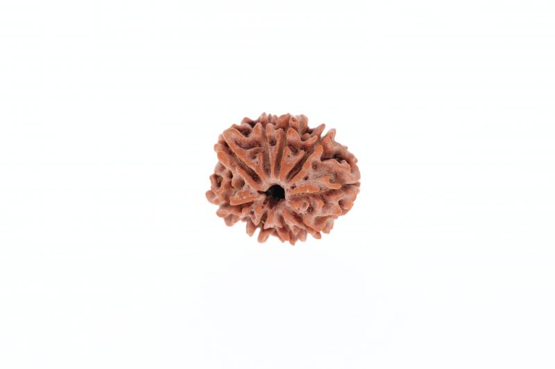 9 Mukhi Rudraksha - 2.73 Gram Weight - Origin - Nepal