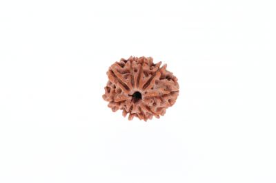 9 Mukhi Rudraksha - 2.73 Gram Weight - Origin - Nepal