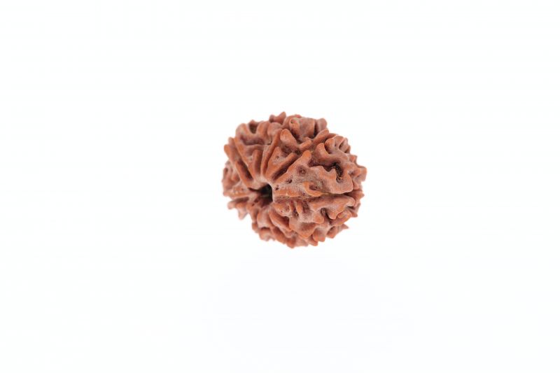 9 Mukhi Rudraksha - 2.73 Gram Weight - Origin - Nepal