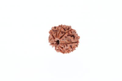 9 Mukhi Rudraksha - 2.73 Gram Weight - Origin - Nepal