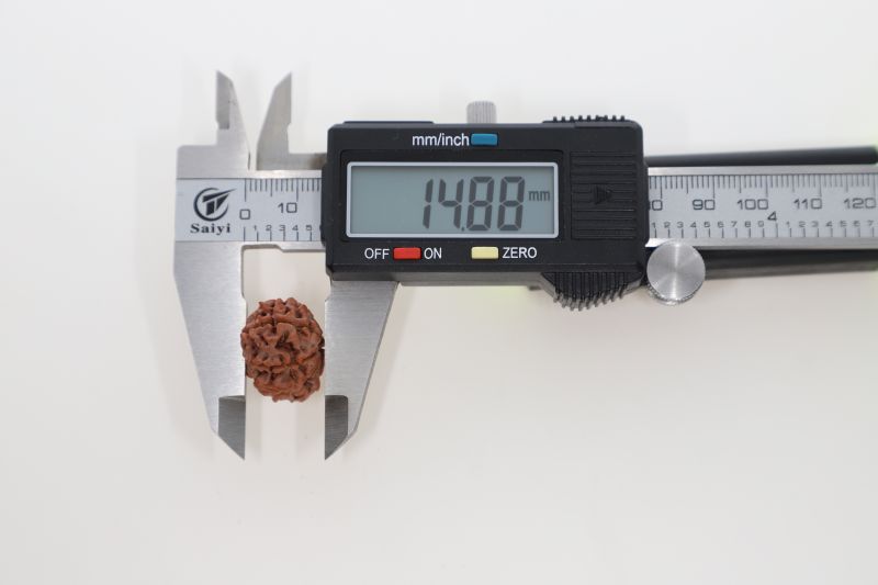 9 Mukhi Rudraksha - 2.73 Gram Weight - Origin - Nepal