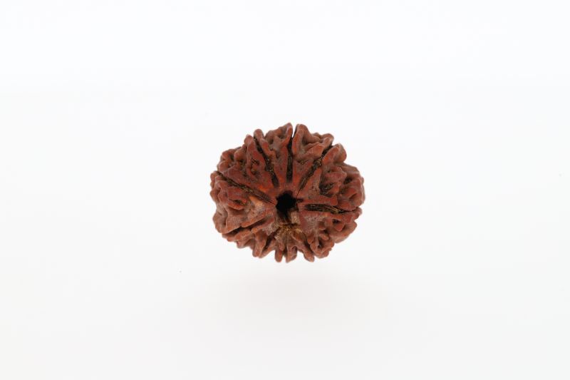 9 Mukhi Rudraksha - 3.21 Gram  Weight - Origin - Nepal