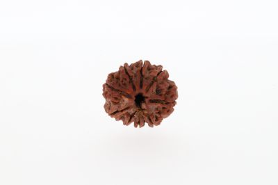 9 Mukhi Rudraksha - 3.21 Gram  Weight - Origin - Nepal