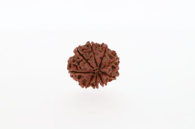 9 Mukhi Rudraksha - 3.21 Gram  Weight - Origin - Nepal