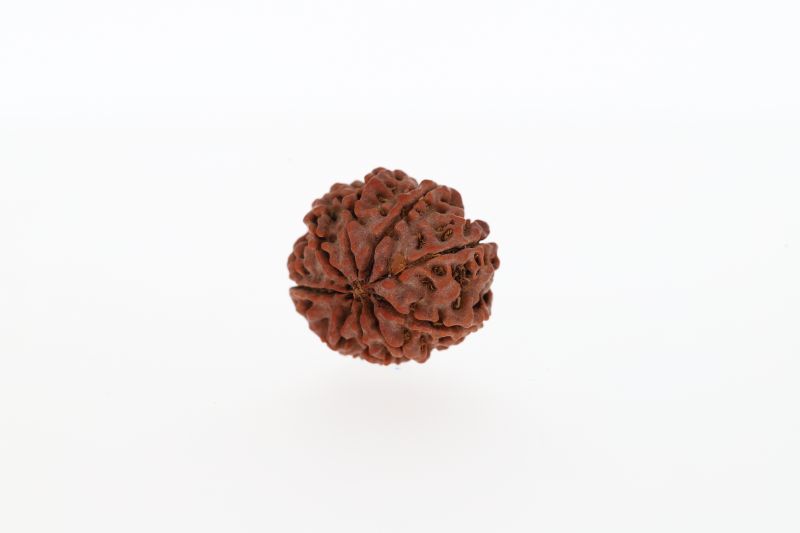 9 Mukhi Rudraksha - 3.21 Gram  Weight - Origin - Nepal