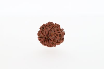 9 Mukhi Rudraksha - 3.21 Gram  Weight - Origin - Nepal