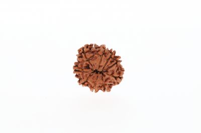 9 Mukhi Rudraksha - 2.62 Grams Weight - Origin - Nepal