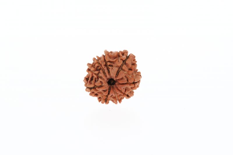 9 Mukhi Rudraksha - 2.62 Grams Weight - Origin - Nepal