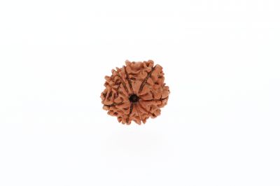 9 Mukhi Rudraksha - 2.62 Grams Weight - Origin - Nepal