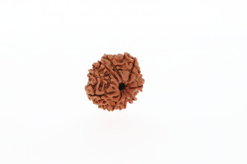 9 Mukhi Rudraksha - 2.62 Grams Weight - Origin - Nepal