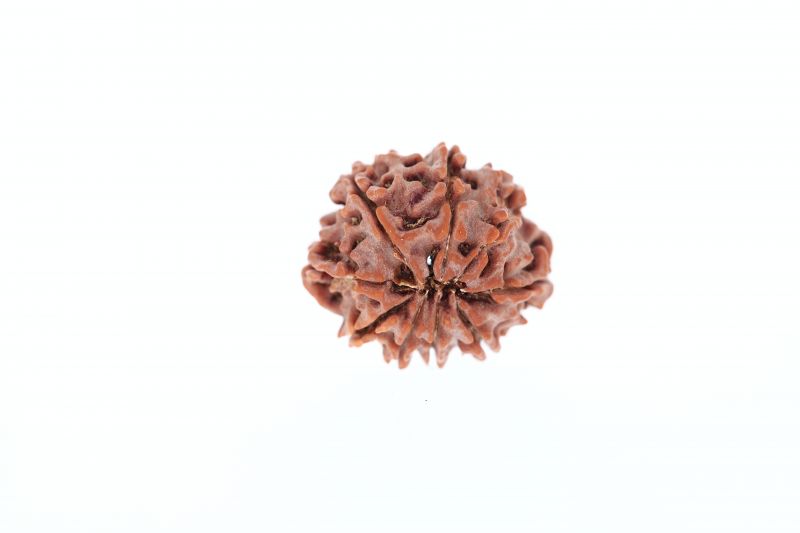 9 Mukhi Rudraksha - 3.13 Grams Weight - Origin - Nepal